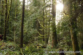 Late donations help HAT reach goal to buy Saanich's Mountain Road Forest with CRD – Saanich News - Saanich News