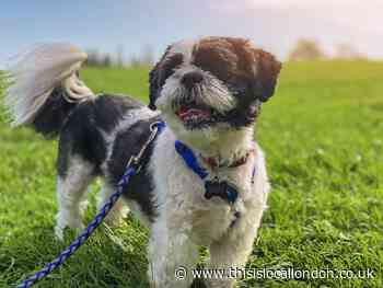 This is why dog owners shouldn't walk their pets during a heatwave