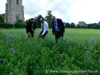 Residents delighted with new wildflower verges trial across Harlow