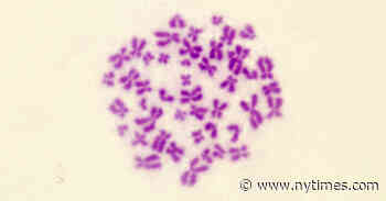 Scientists Finish the Human Genome at Last