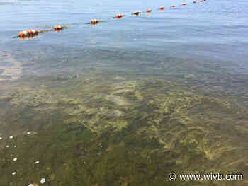 Chautauqua County health officials warn of harmful algae blooms