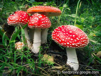 The Other Magic Mushroom: Why a Canadian Startup Is Suddenly Interested in the Fungus From Super Mario