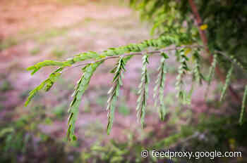 Why Some Plants Close Their Leaves at Night