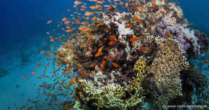 Great Barrier Reef nicht als «bedrohtes» Welterbe eingestuft