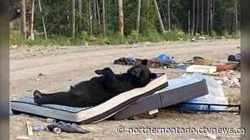 Do not disturb: Hilarious northern Ontario black bear sighting