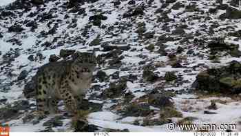 See rare snow leopard on camera for first time in five years