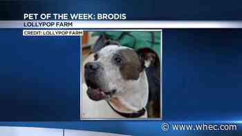 Pet of the Week: Brodis