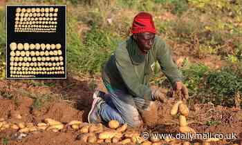 Inserting gene from an animal made potato,  rice crops 50 percent bigger and more drought-resistant