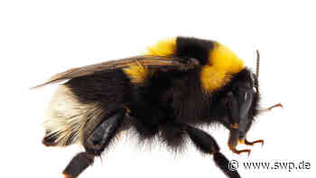 Tiere in Ulm: Gleich herunterladen: Neue App zeigt hundert Wildbienenarten - SWP