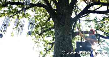 Beloved wind chime installation returns to Minneapolis Sculpture Garden