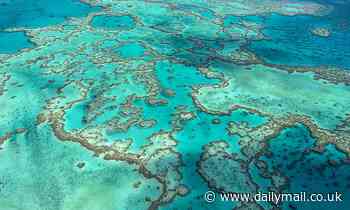 UNESCO determines the Great Barrier Reef is NOT in danger despite 60% of it hit by bleaching events