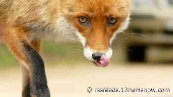 Person exposed to rabid fox in Chesapeake