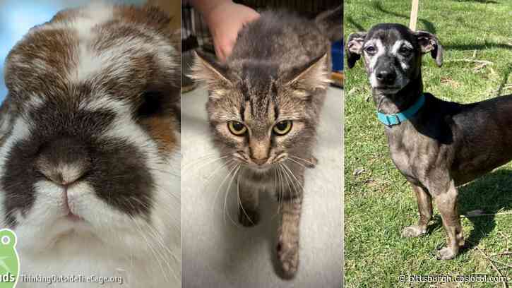 Furry Tails: Deacon, Smokey And Eugene Are Waiting For Forever Homes