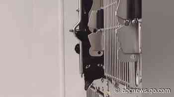 WATCH:  Mastermind cat escapes an ‘escape proof’ cage at a rescue center