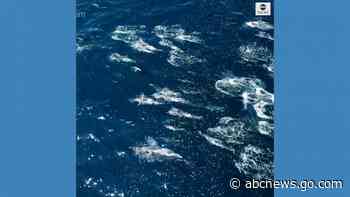 WATCH:  Dolphins 'stampede' near whale watchers off California coast