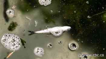 Salmon are getting cooked by climate change. Here's how they could be saved