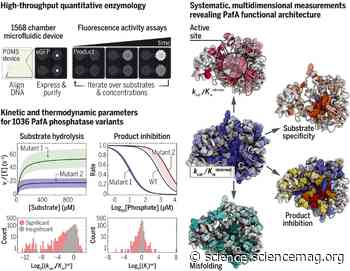 Revealing enzyme functional architecture via high-throughput microfluidic enzyme kinetics - Science Magazine