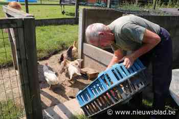 Geredde kippen terug in eigen hok aan Koekoeklaan