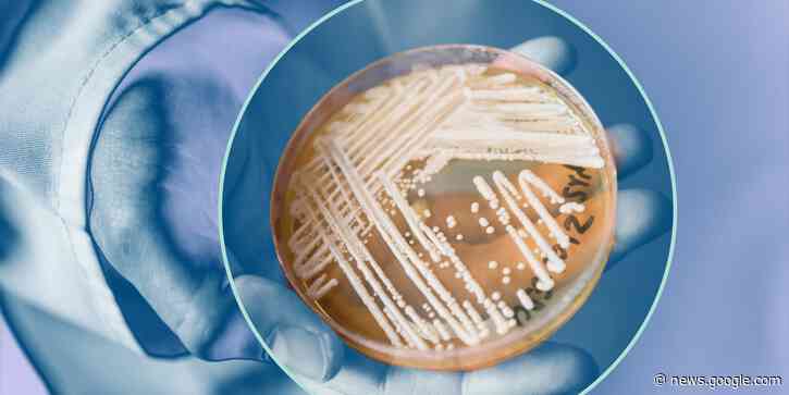 CDC Warns of 'Superbug' Fungus Candida Auris Outbreaks in 2 US Cities | Health.com - Health.com