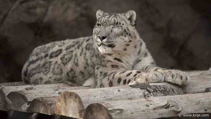 Snow leopard at San Diego Zoo suspected positive for COVID-19