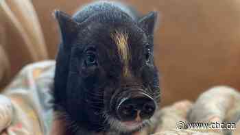 Saskatoon SPCA finds home for 7-week-old piglet - CBC.ca