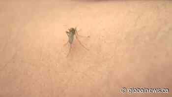 Hot, dry weather drives Saskatoon's mosquito count down | Watch News Videos Online - Globalnews.ca