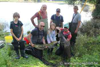 Vissers redden meervallen uit weilanden: “Anders zijn ze ten dode opgeschreven”