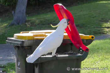Bird brain: Why a cockatoo trick in Australia has scientists enthralled
