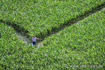 Das Maislabyrinth ist eine Ente