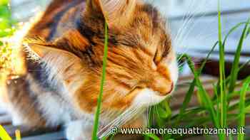 Come dare l’erba gatta al gatto: dosi, quantità e rischi sul micio - www.amoreaquattrozampe.it