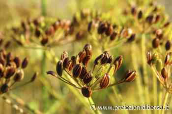 Glicemia e digestione sotto controllo grazie alle straordinarie proprietà di questa erba aromatica - Proiezioni di Borsa