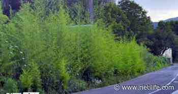 “In via Tancia erba alta fino ai cartelli pubblicitari” - Rieti Life