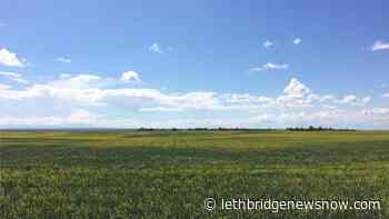 Chair of Alberta Canola sends message to farmers - Lethbridge News Now
