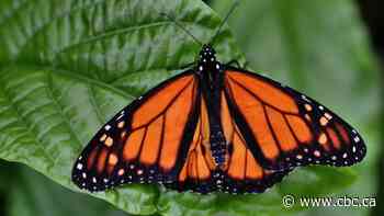 Montreal conservationists work to save vanishing Monarch butterflies from extinction