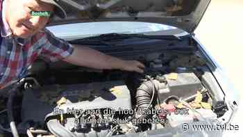 Steenmarters teisteren buurt in Bocholt - TV Limburg - TV Limburg