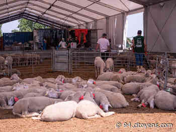 A Dugny, les fidèles se pressent pour récupérer leur mouton de l'Aïd - 94 Citoyens