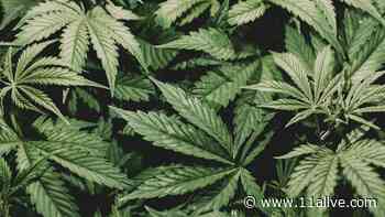 Medical marijuana in Georgia | State to name companies selected for licenses - 11Alive.com WXIA