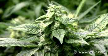 Virginia father, son connect patients with medical marijuana through telehealth - wtvr.com
