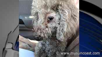 Florida animal rescue organization seeking donations for medical care of abandoned elderly dog - WWSB