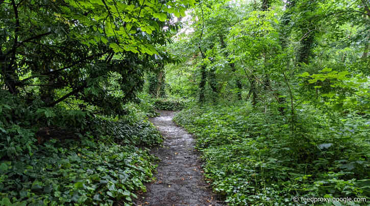 London’s Pocket Parks: Barnsbury Wood, N1