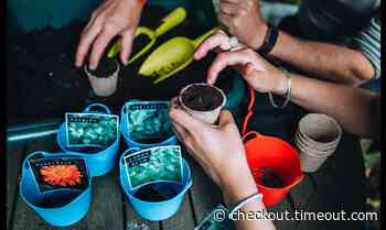 'Growing Your Own Herbs' with Hackney Herbal at Samsung KX Tickets - London - Time Out New York Kids