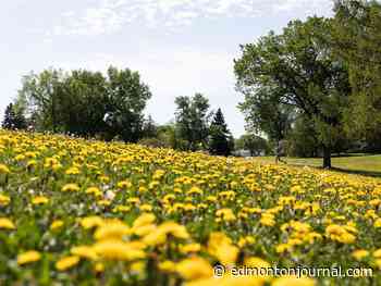 Saturday's letters: Name pervasive dandelion city's official flower
