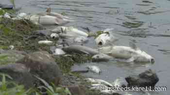 Fish kill at Pokegama Lake leaves residents with hundreds of dead fish to clean up