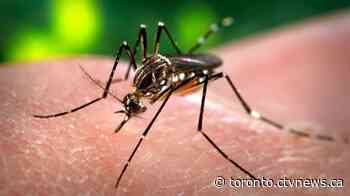 Toronto, Peel Region confirm first cases of West Nile virus positive mosquitoes this year