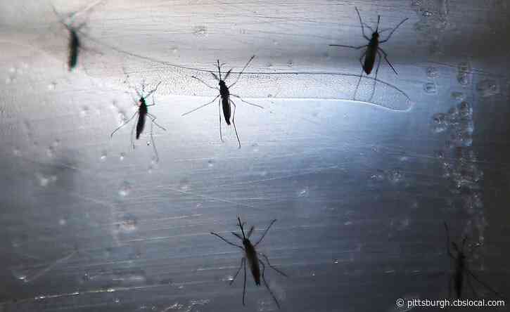 Pittsburgh’s West End To Be Sprayed After Mosquitoes Test Positive For West Nile Virus