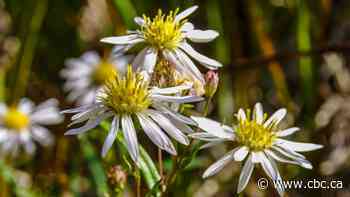 Parks Canada takes steps to protect rare flower found only in N.W.T. park reserve