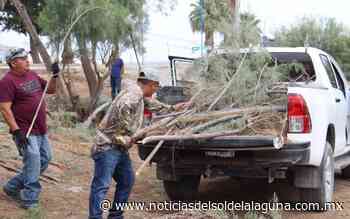 Supervisan trabajos de poda y limpieza de pinabetes en San Pedro - Noticias del Sol de la Laguna
