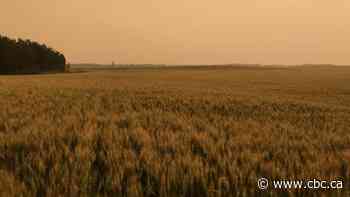Alberta's smoky skies may delay crops, honey harvest