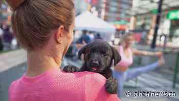 Dog festival and fundraiser in downtown Calgary