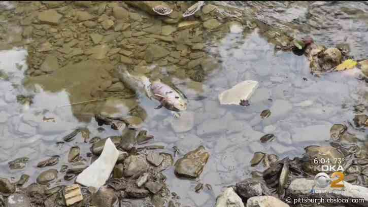 Dept. Of Environment Protection Waiting On Lab Results From Chartiers Creek After Dead Fish Found
